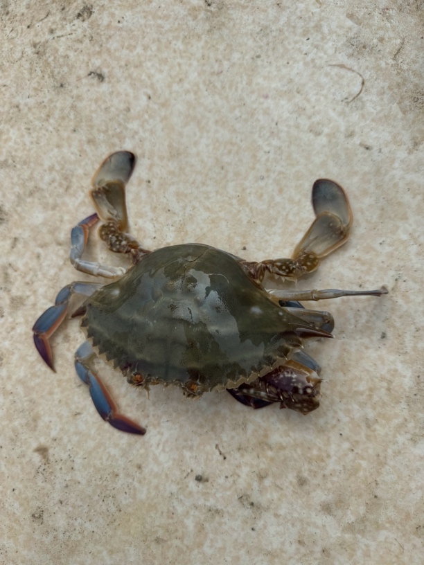 鲜冻发螃蟹青岛崂山发货