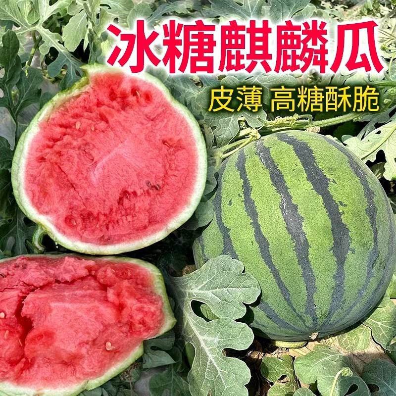 新鲜冰糖麒麟西瓜现摘好吃脆口包邮
