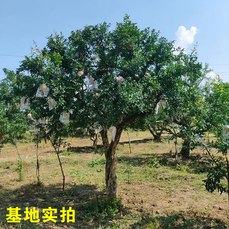 绿植盆栽老桩盆景