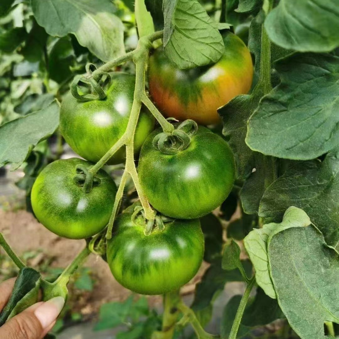 口感番茄种子种苗