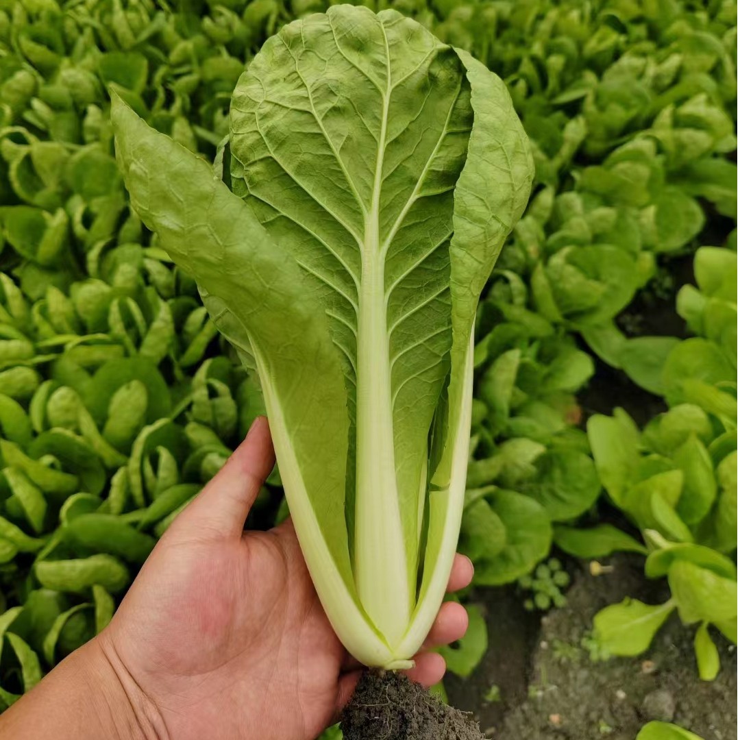 奶油小白菜种子种苗