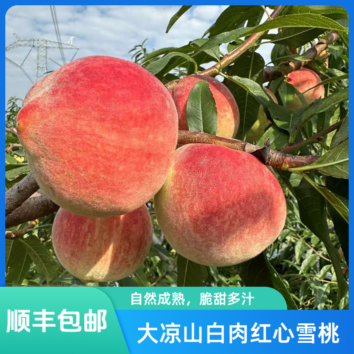 【顺丰包邮】大凉山雪桃脆甜爽口水果新鲜水果脆桃冬桃红丝绒雪桃