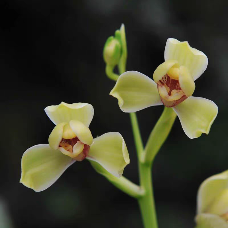 建兰八大名品四季兰夏皇梅花卉兰花绿植盆栽客厅阳台