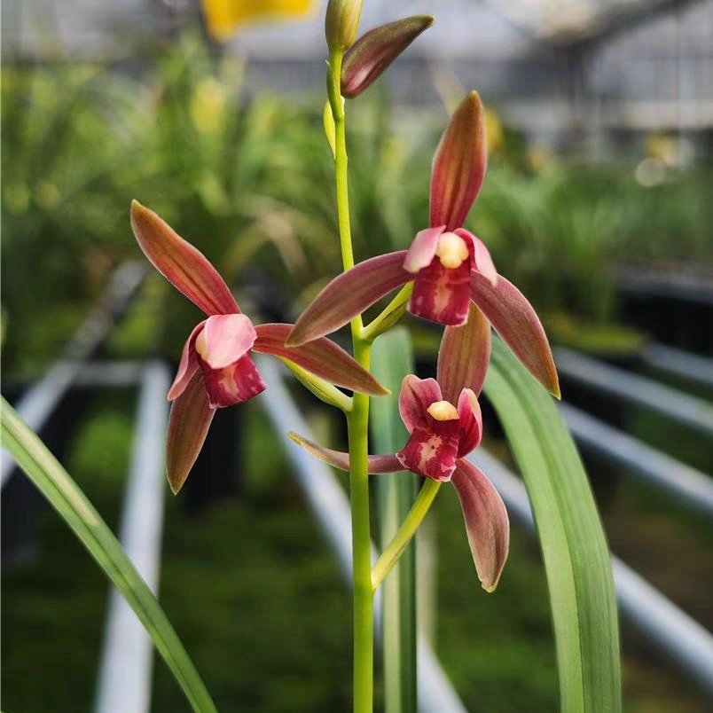 建兰四季兰红花仙山红花期带花苞绿植盆栽花卉阳台客厅庭院铭品