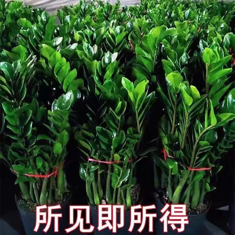 金钱树盆栽发财树绿植净化空气花卉室内绿植客厅办公室盆景吸甲醛