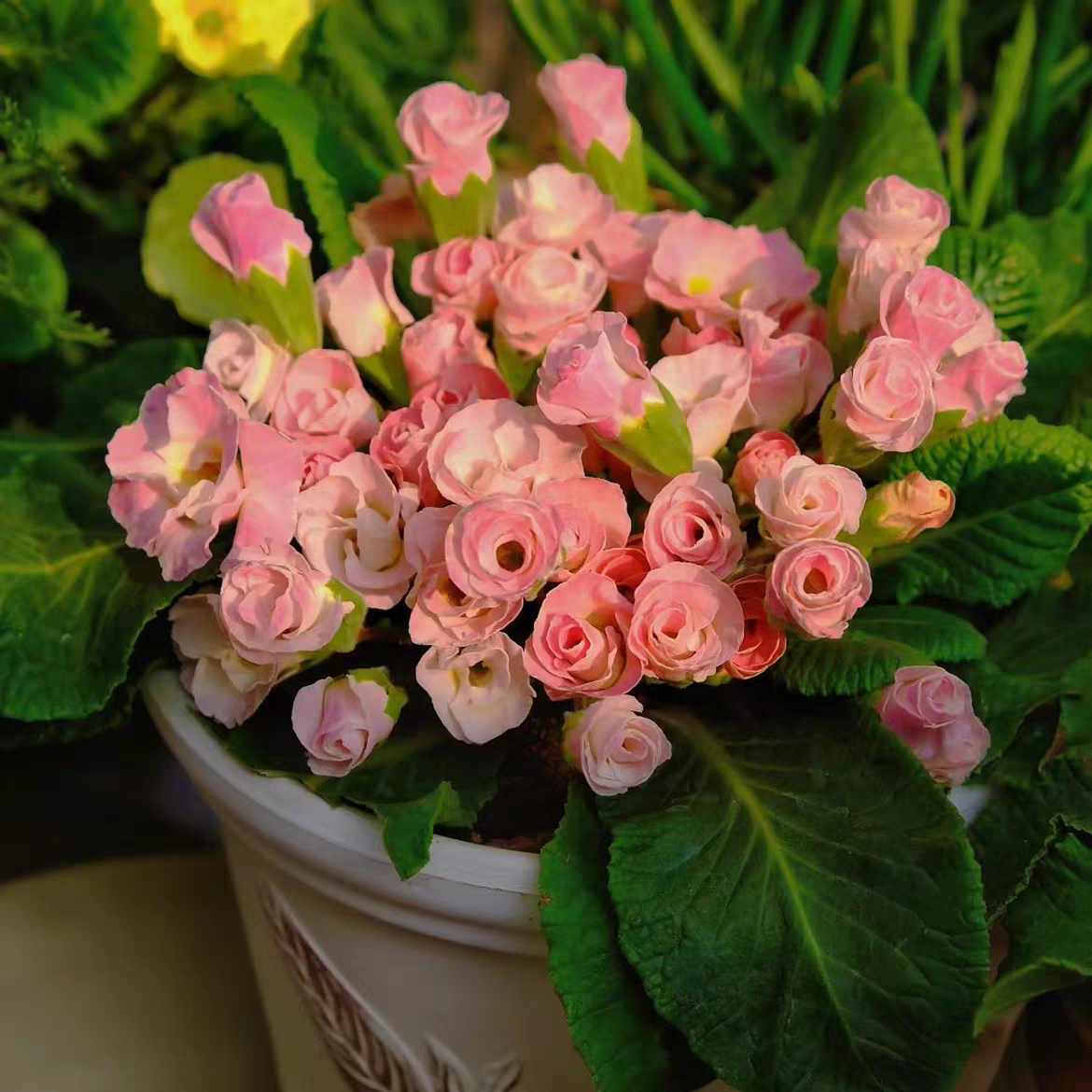 BLD/贝利得【报春花-纸钵苗】玫瑰花边1颗