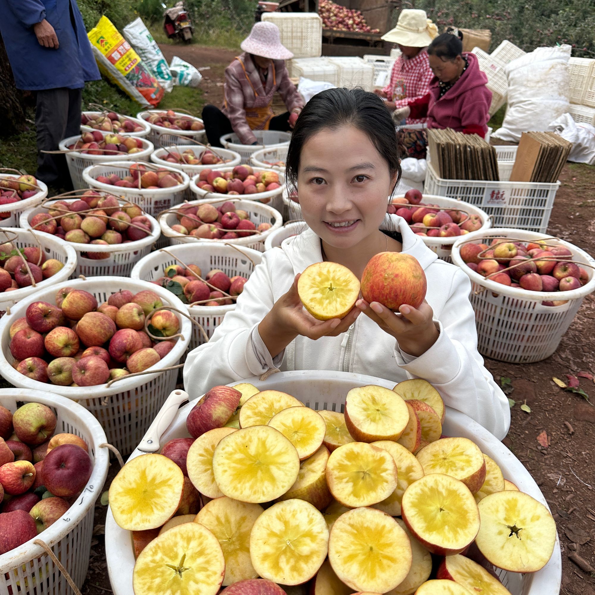【冰糖心】大凉山盐源高山冰糖心丑苹果红富士苹果脆甜多汁现摘现发