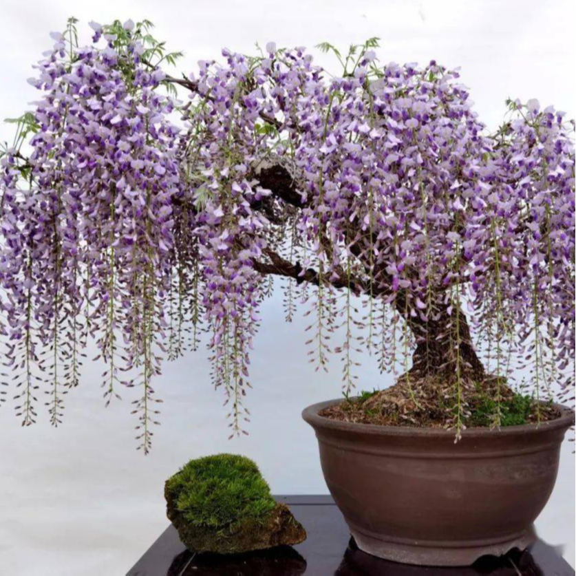 日系紫藤盆景老桩裸根直发长花藤系