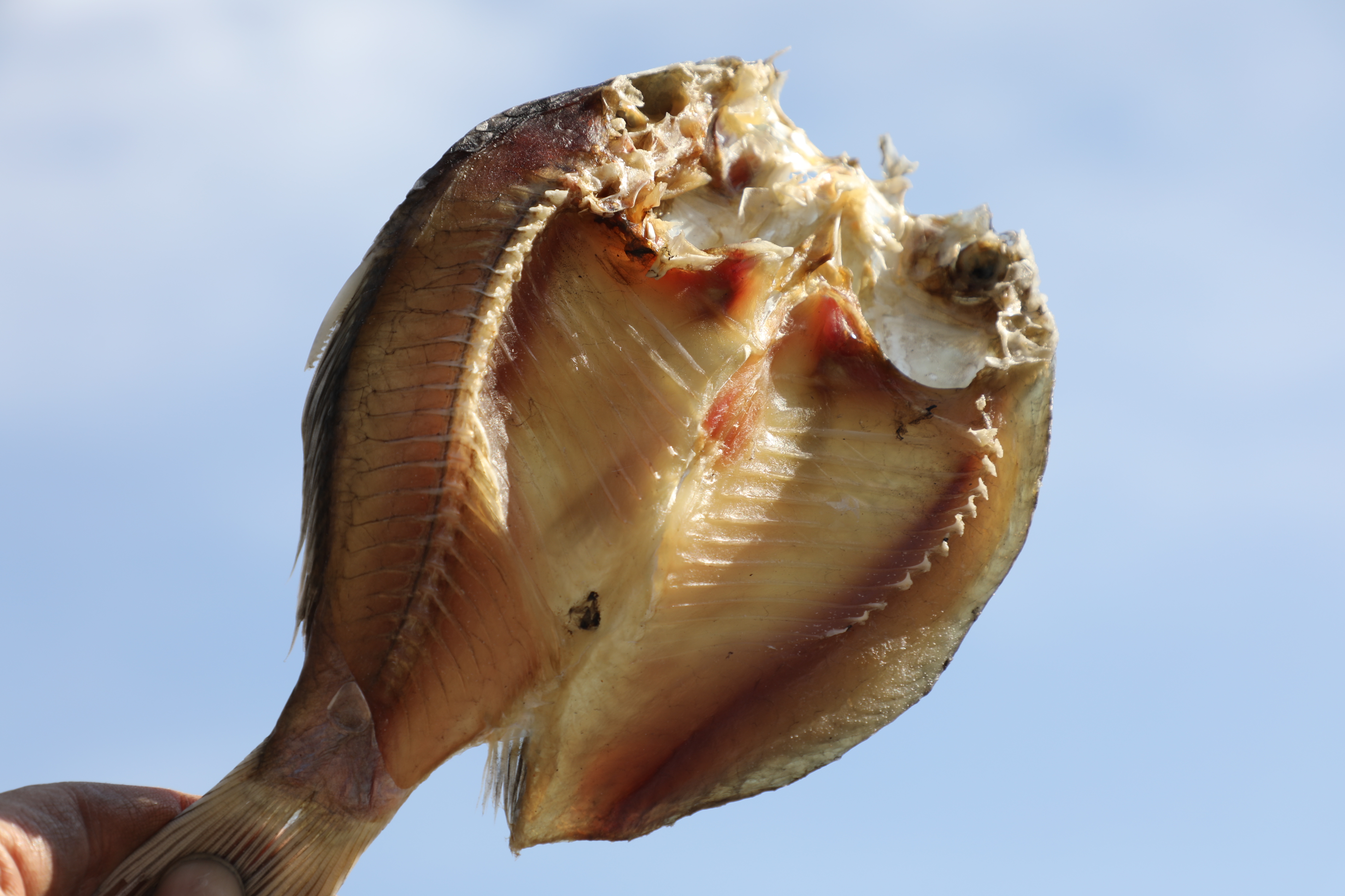 阳干鱼整条腊鱼鲫鱼干刁子鱼武昌鱼洪湖农家自制腊货年货咸鱼风干