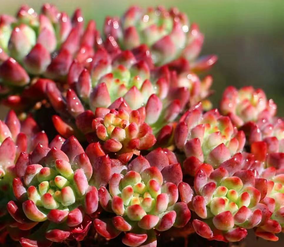蓝苹果  多肉植物  皮实好养 颜色鲜艳