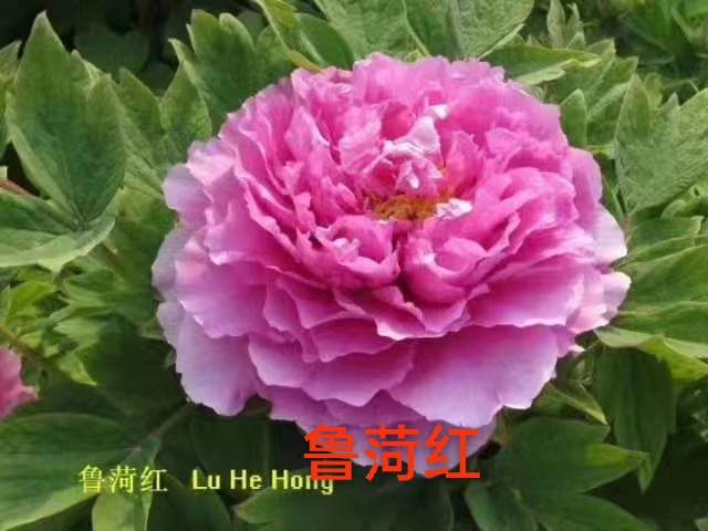 菏泽观赏牡丹【鲁菏红】