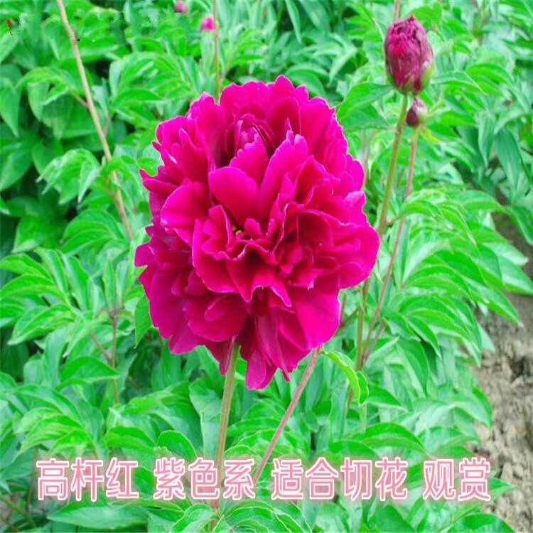 精品观赏芍药花     高杆红
