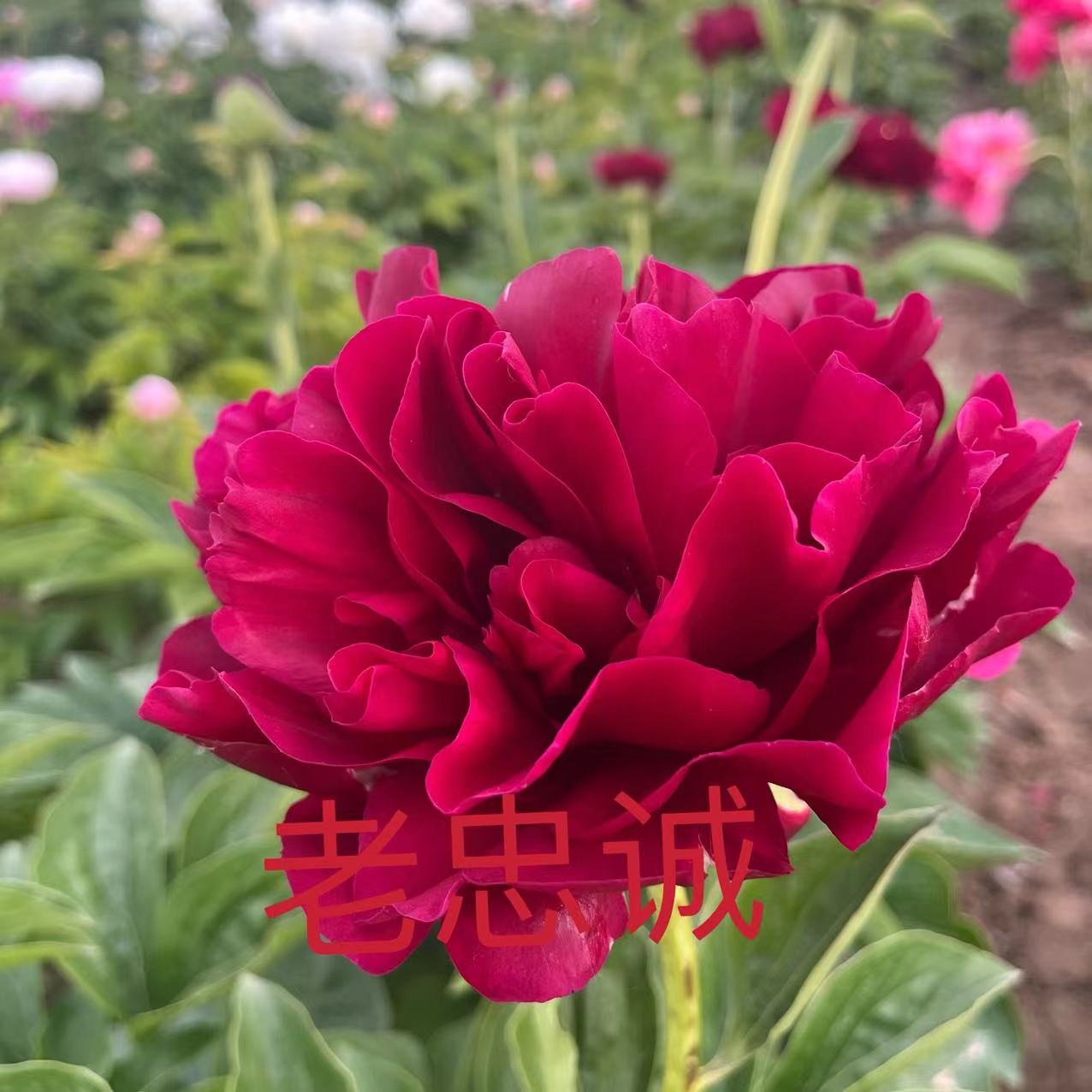 进口芍药    老忠诚