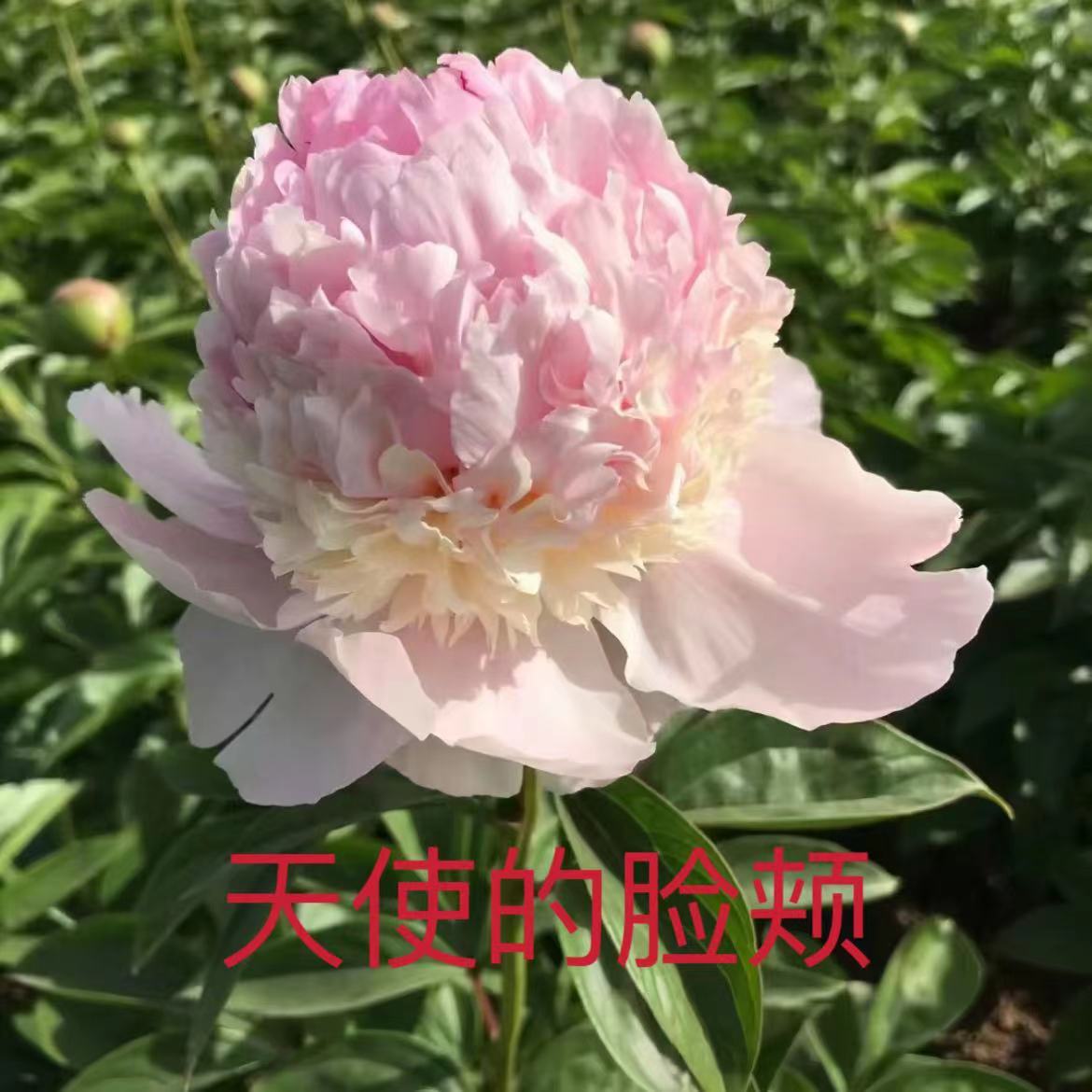 进口芍药花    天使的脸颊