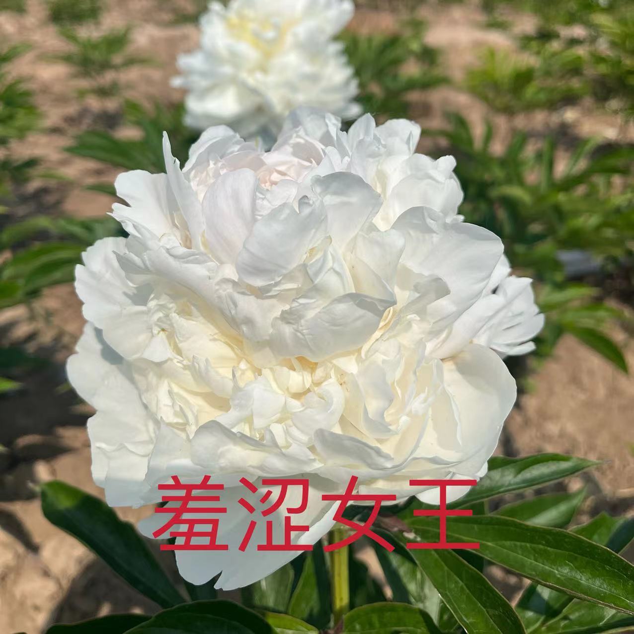 进口芍药     羞涩女王】