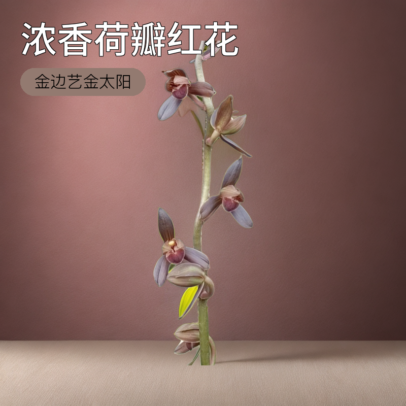 兰花墨兰金边艺 金太阳 浓香荷瓣红花室内客厅阳台盆景盆栽花卉