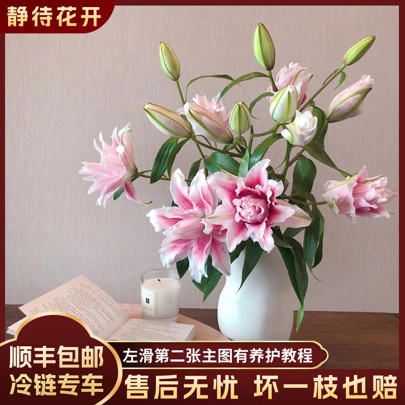 【静待花开】伊莎贝拉-A级多头重瓣百合 云南鲜花斗南花卉顺丰包