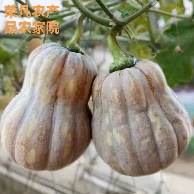 现摘爆甜金香小南瓜荣凡农家院小金香南瓜软糯香甜孕妇宝宝辅食