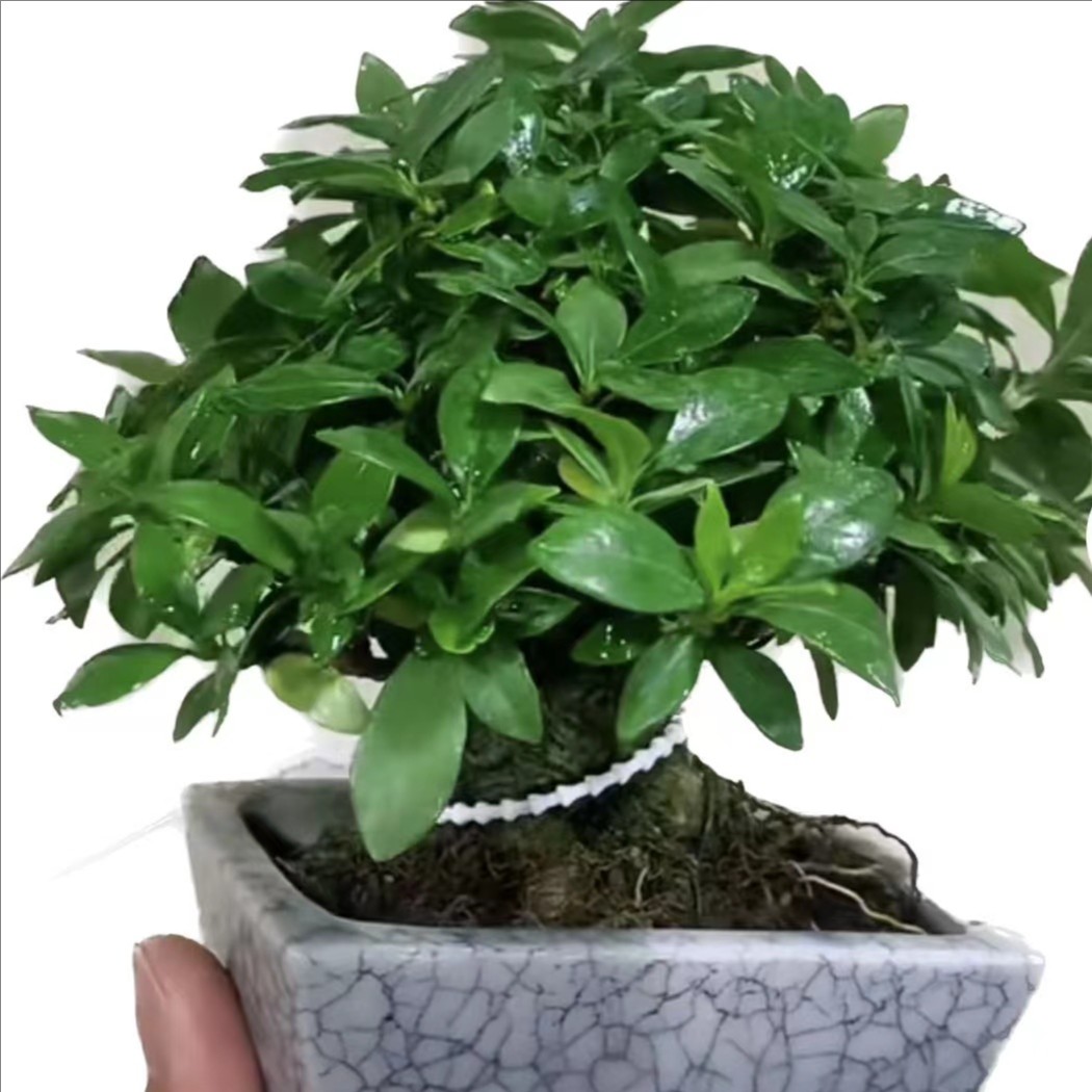 绿植盆景素材直播间一物一拍