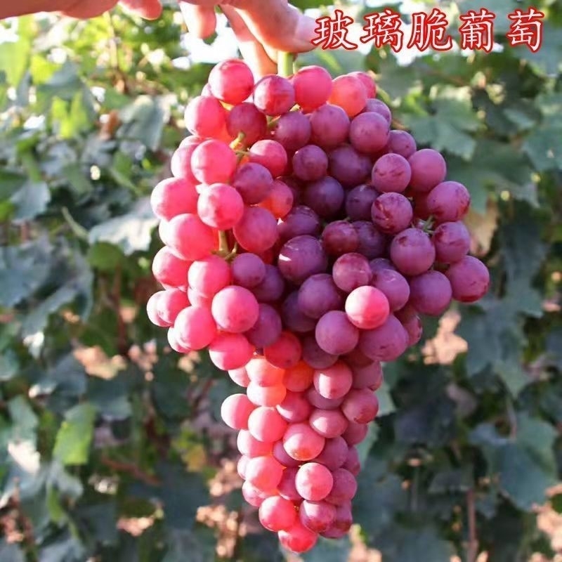 新疆吐鲁番玻璃脆翠 玻璃脆葡萄苗 火焰山玻璃脆苗无核脆皮葡萄树