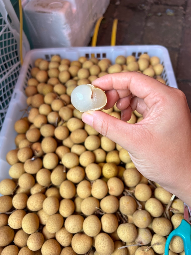 （兴义同城）新鲜桂圆