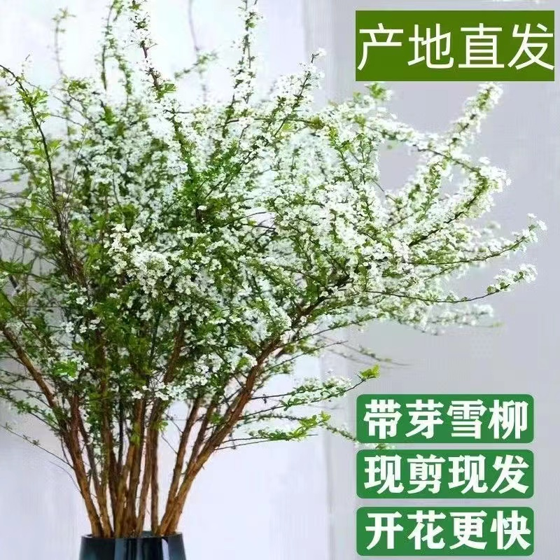 云南鲜枝雪柳带芽发货水培鲜花爆花耐养遇水开花清香白色浪漫生活