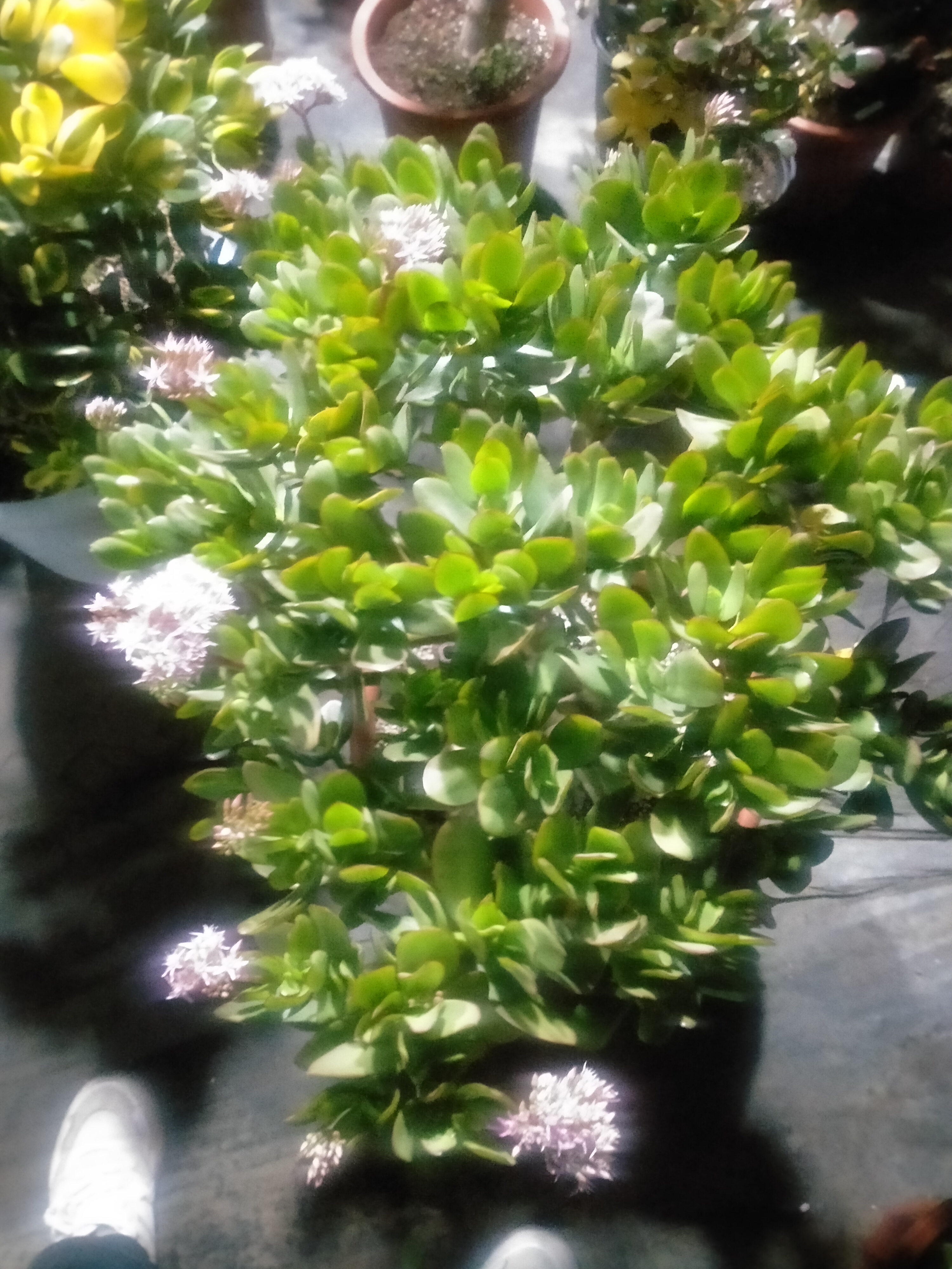 红边玉树多肉植物