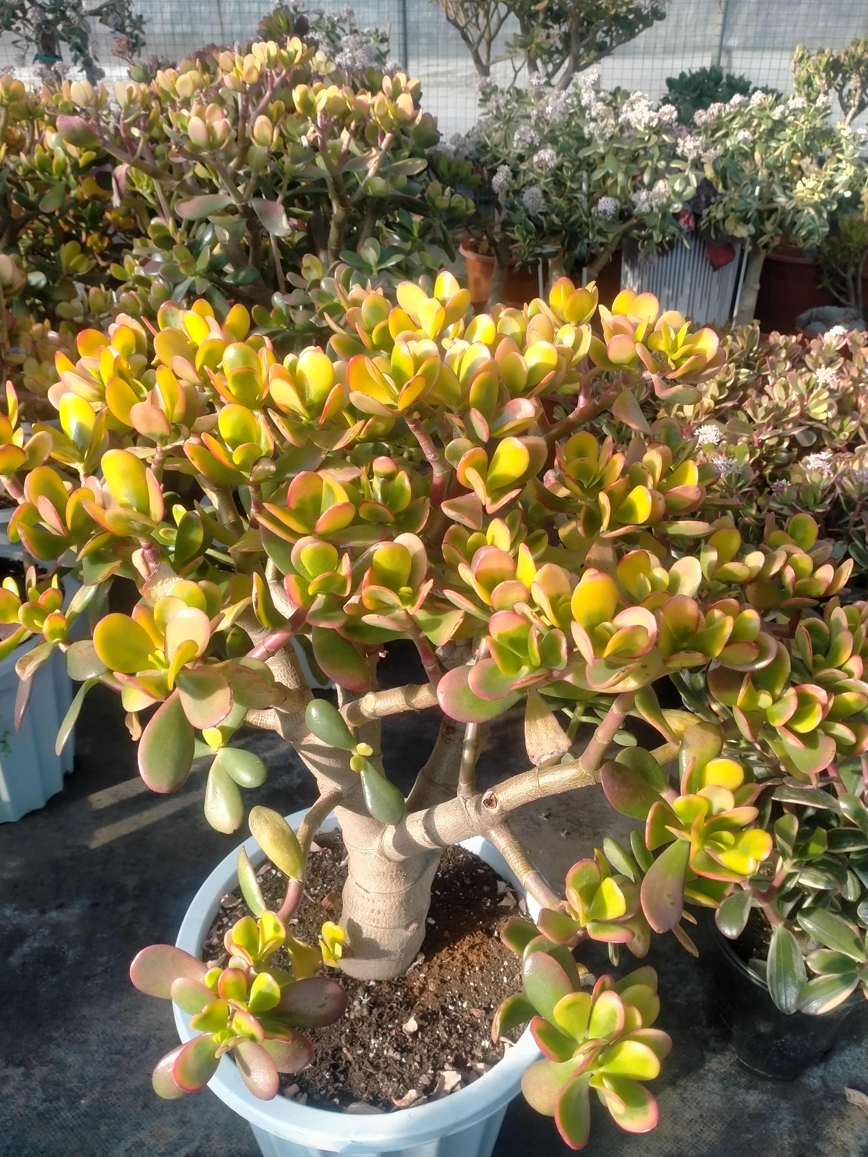 黄金花月多肉植物