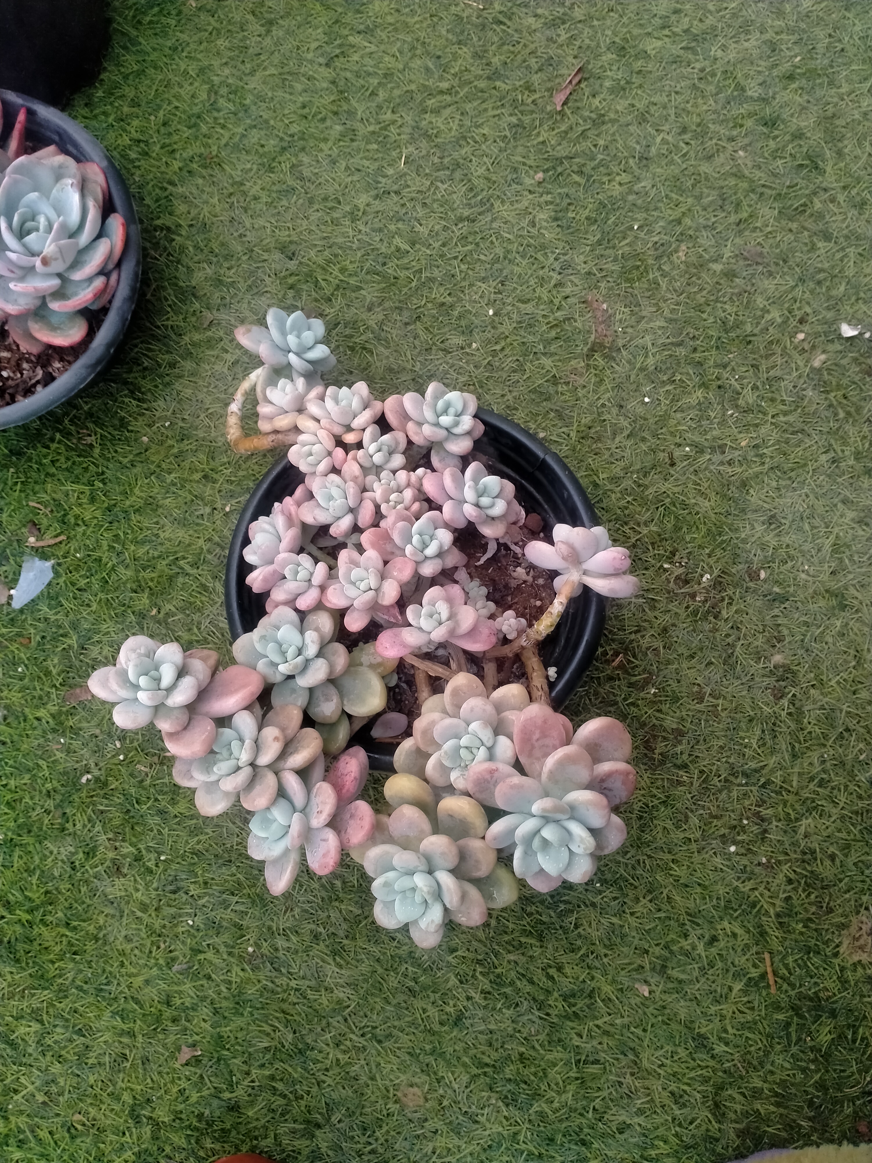 多肉   红洛神整装无砍群生老庄