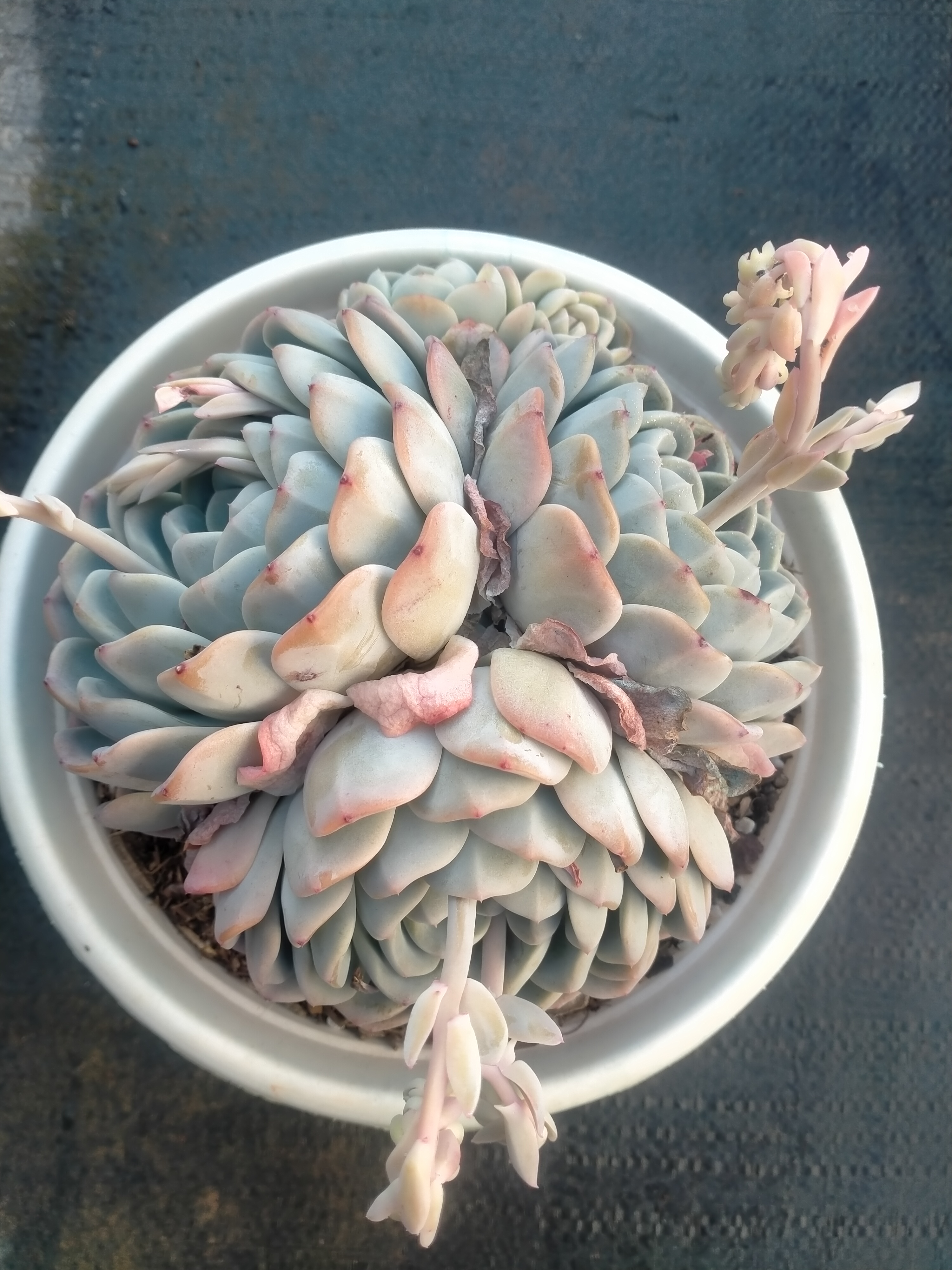 雪媚娘多肉植物整装无砍