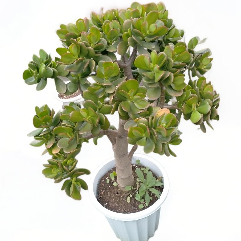 杨春天玉树红叶多肉植物