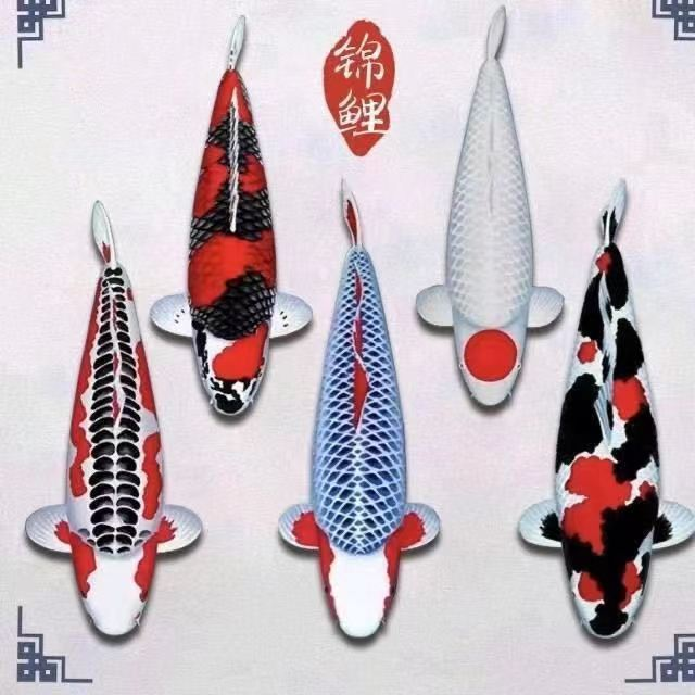 龙飞凤舞观赏鱼火鲤黄金白金锦鲤