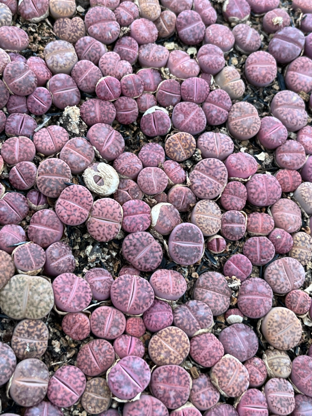紫柘榴玉 C393A 编号生石花 紫石榴(10颗装）1厘米以上发货