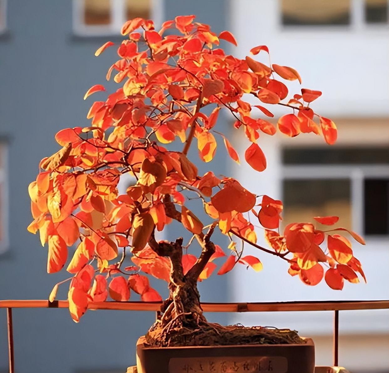 黄栌香山红叶，（观叶树种