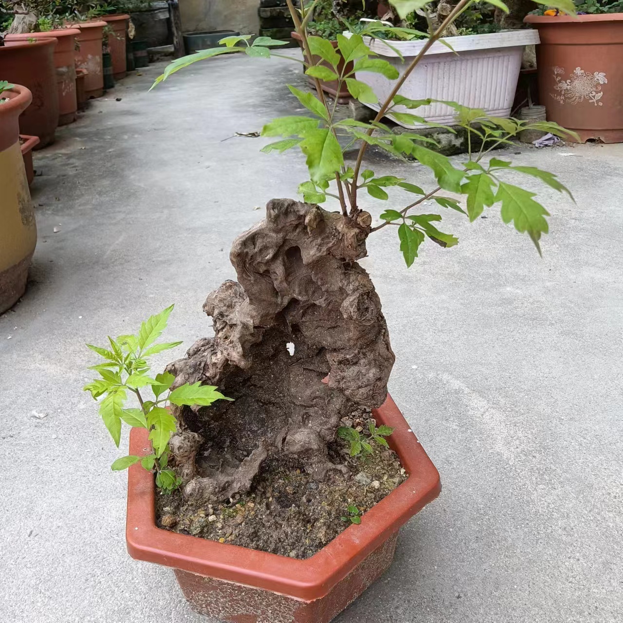 黄荆黄栌榴莲（盆景素材）直播抢拍黄荆盆景大型