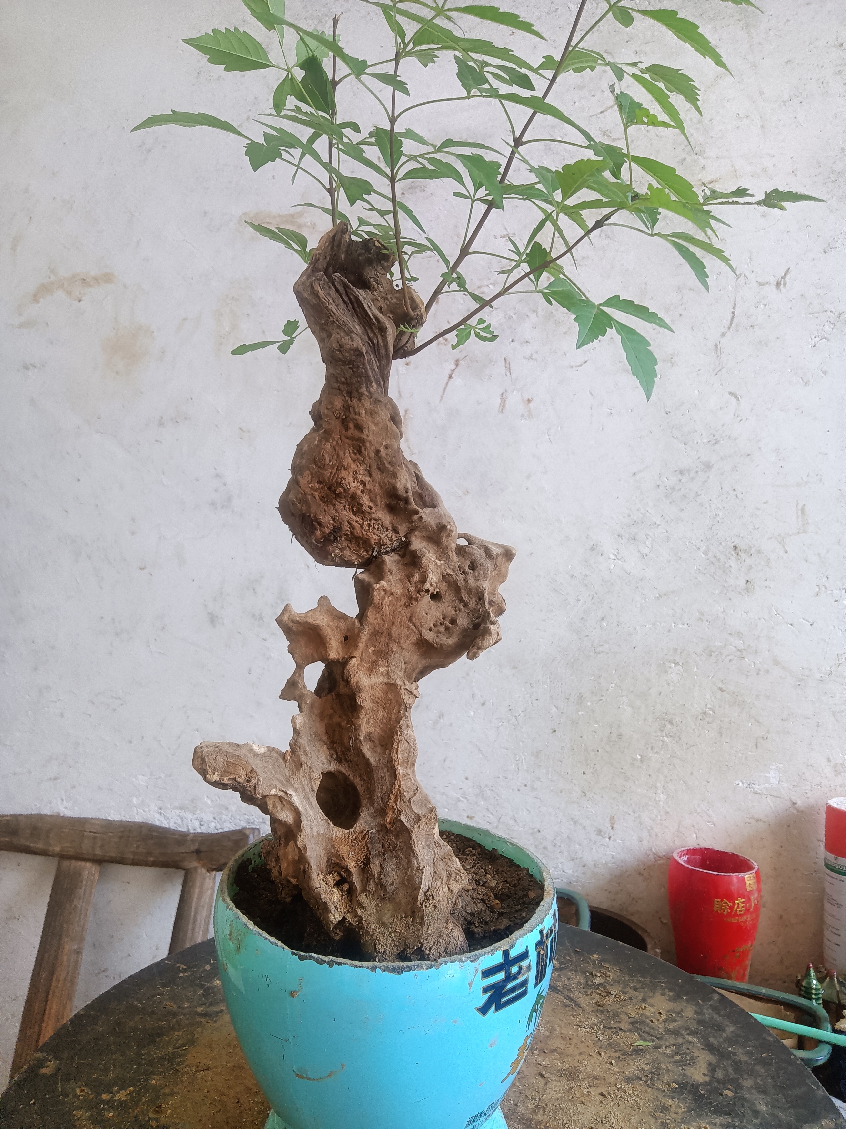 黄荆水以直播间‘实物为准紫荆花盛开