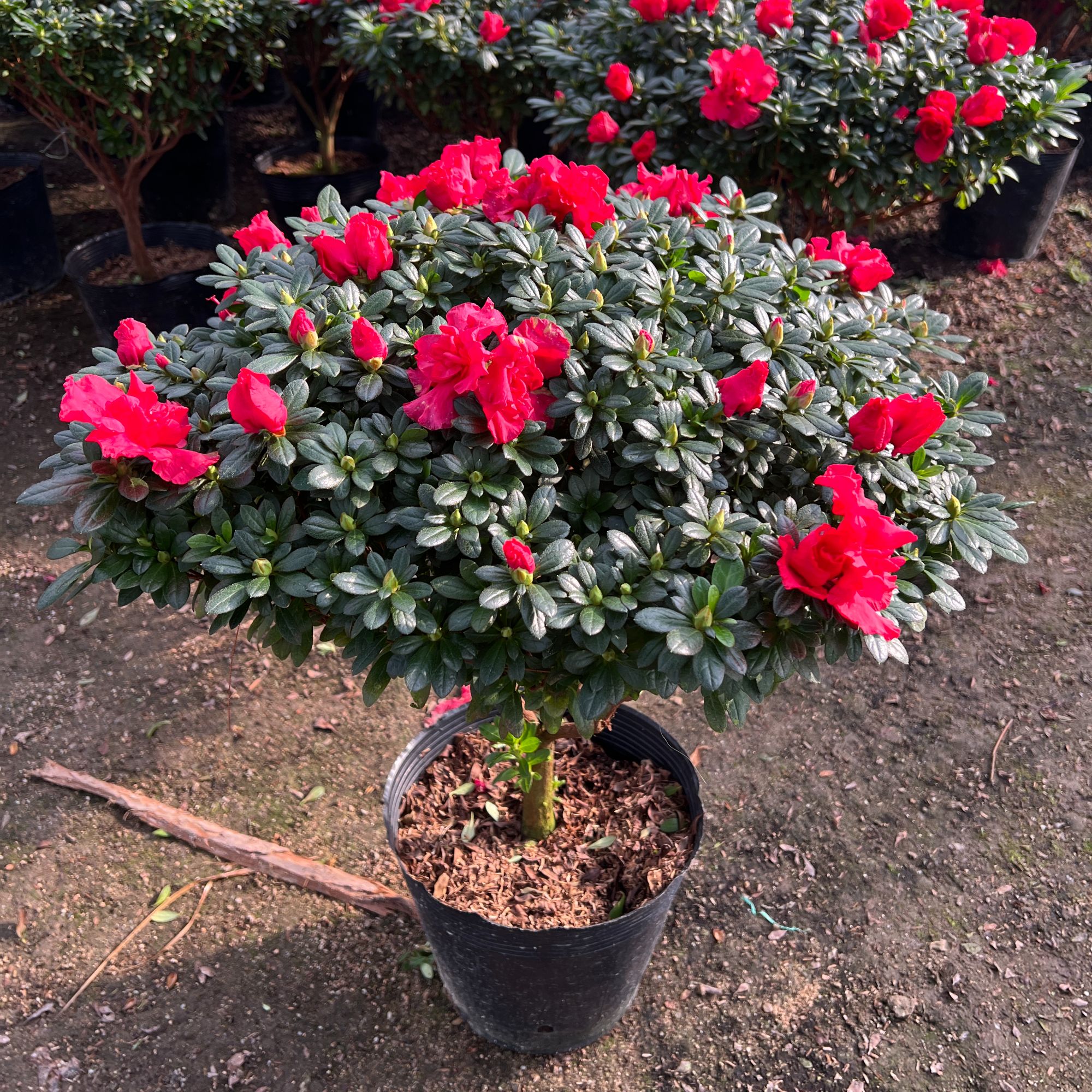 红宝石年宵花卉杜鹃花中国红室内阳台客厅年宵花卉盆栽好养耐寒