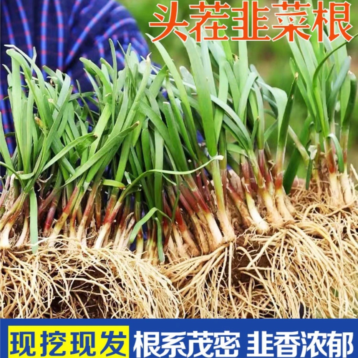 新韭菜根苗现挖紫红根宽叶阳台盆栽四季斤种菜韭菜籽苗韭菜根种植