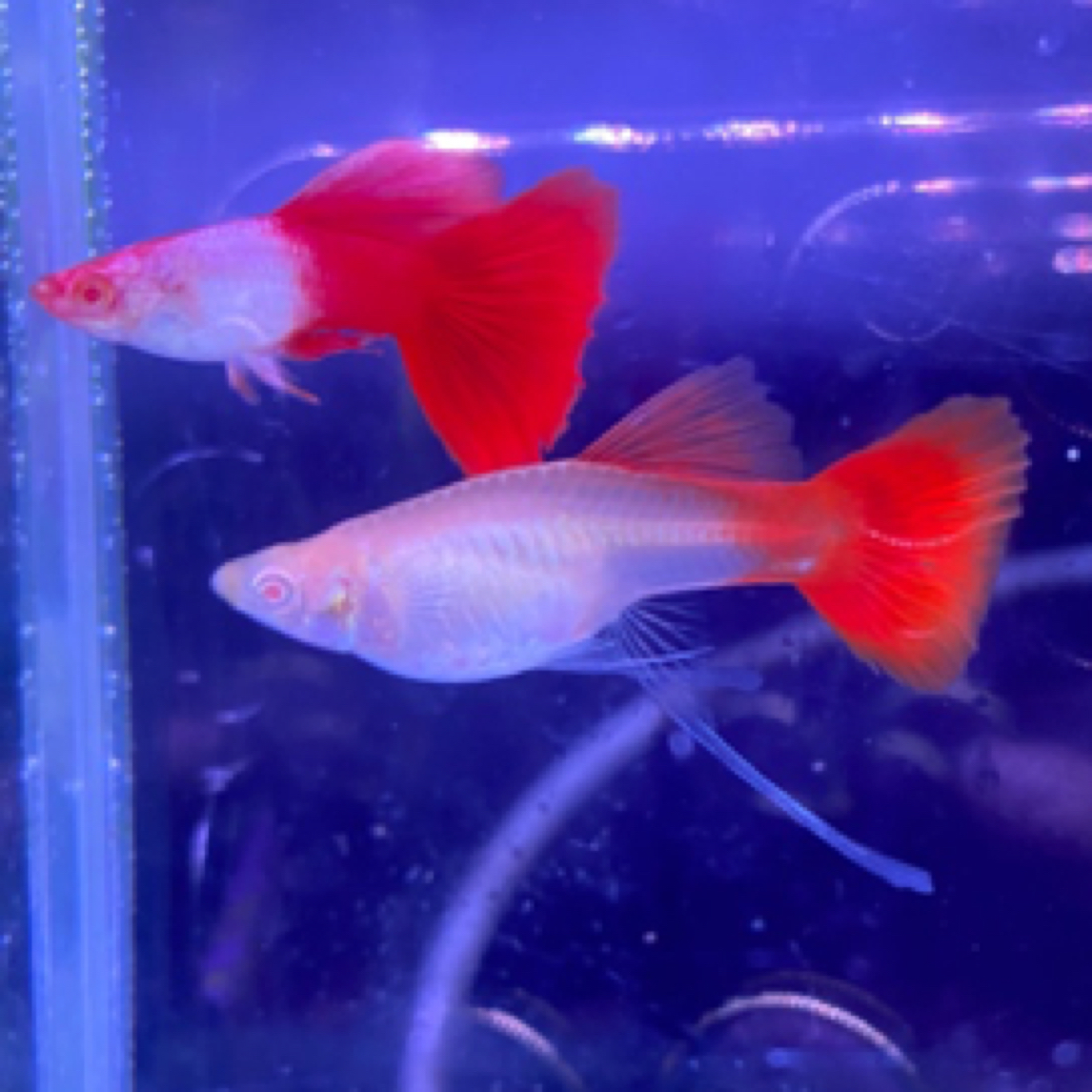 埃尔银缎带2对3厘米