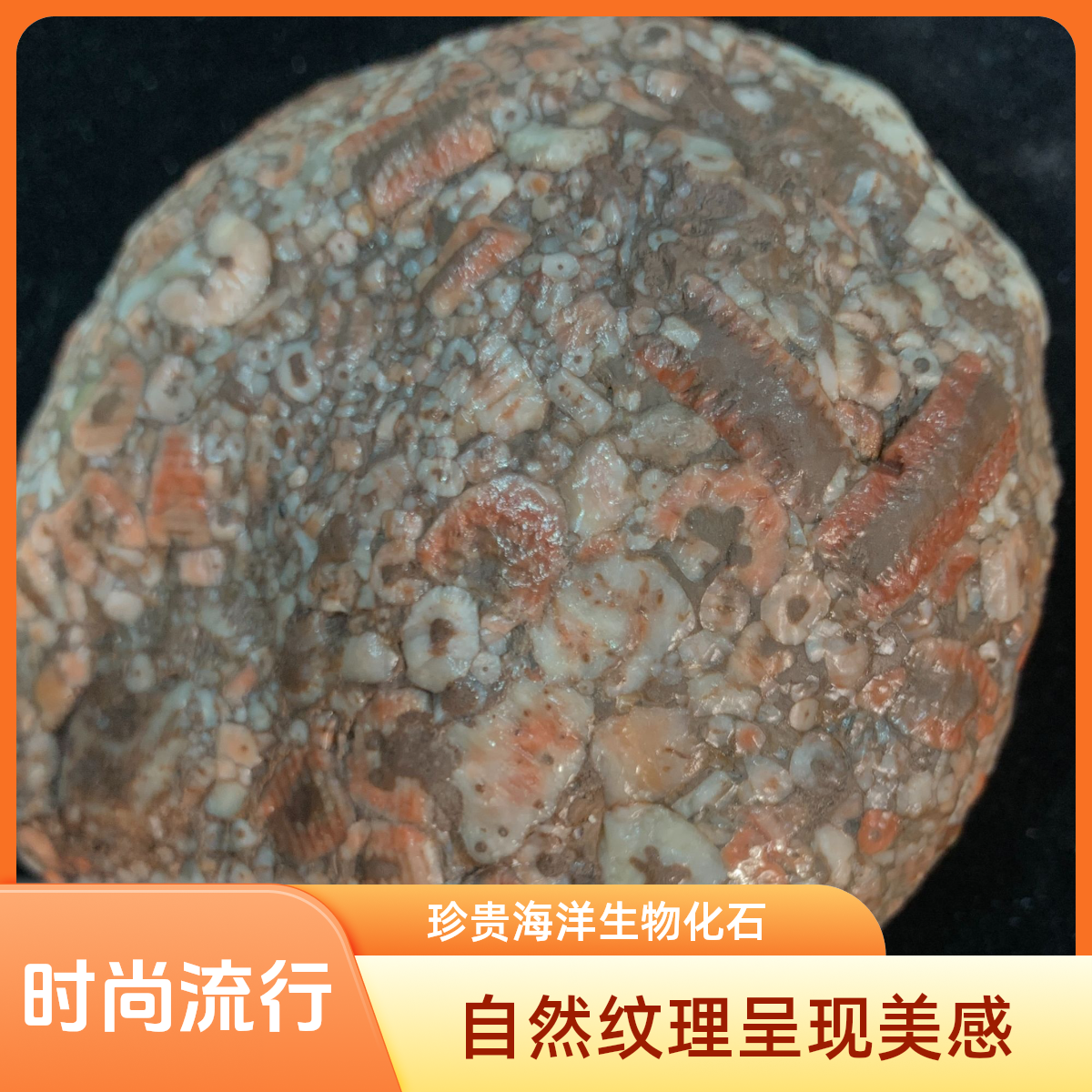 特惠福利虫体摆件自然摆件