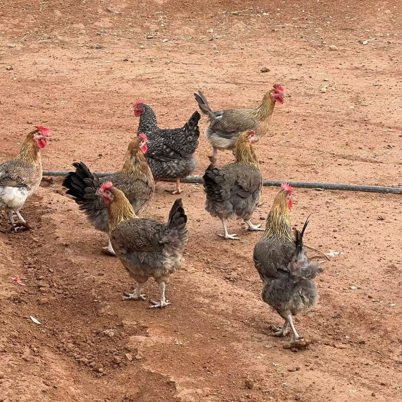 散养一年黑瑶土母鸡，整鸡