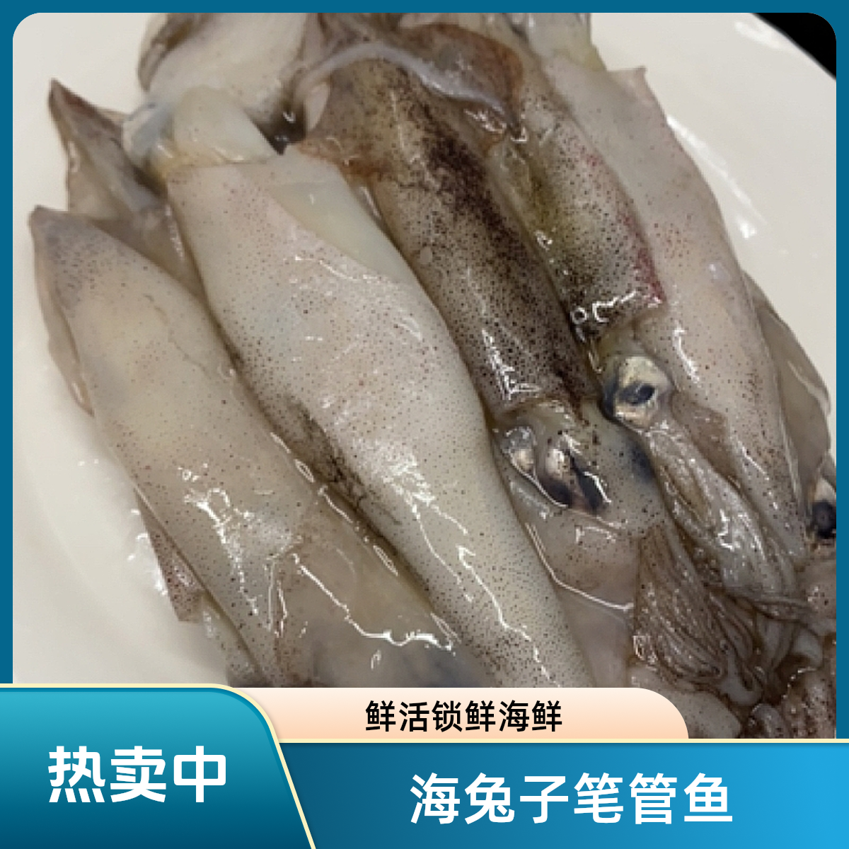 鲜活海兔子笔管鱼无沙冷冻锁鲜海鲜日照发货