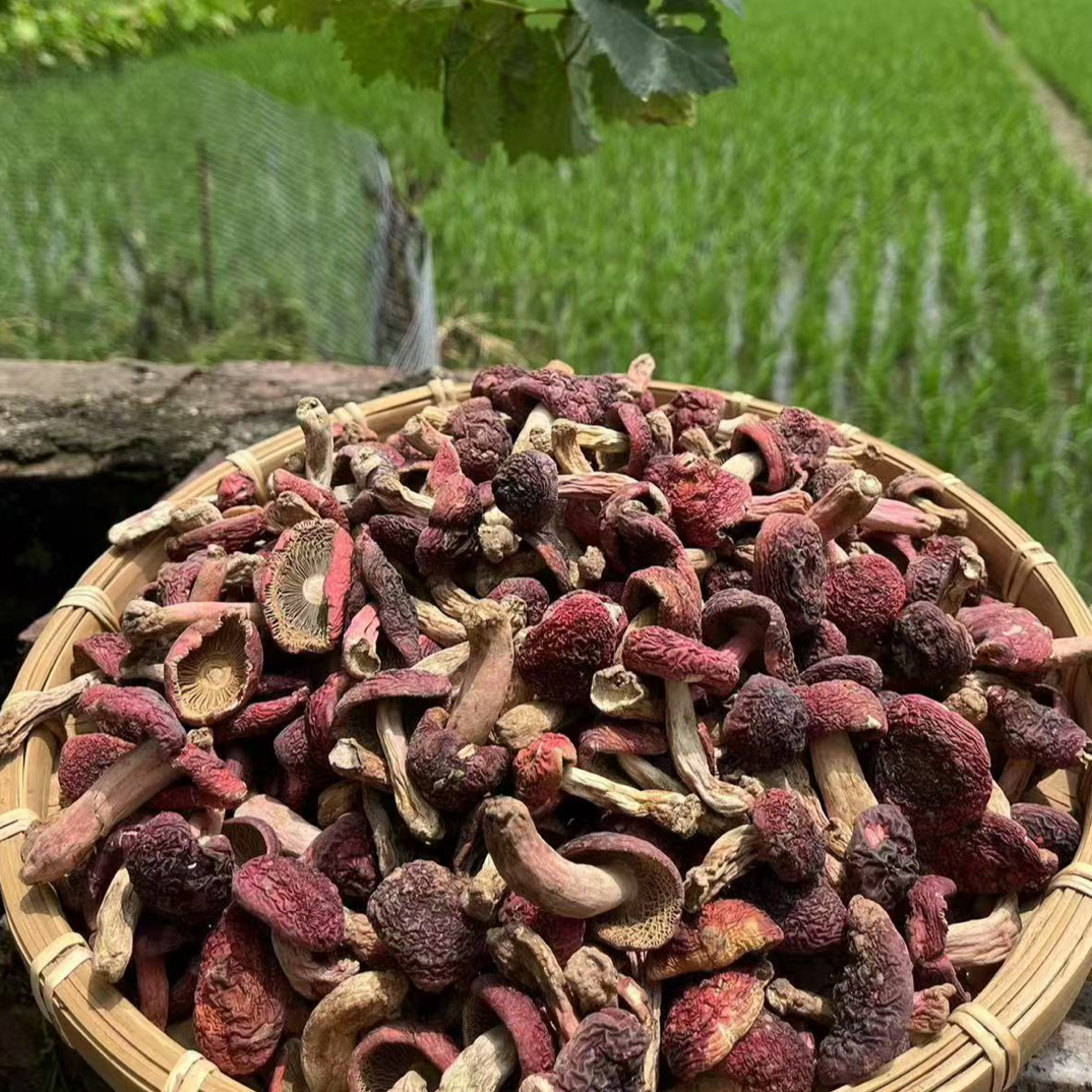 红菇福建三明正宗紫面蓝底灰正红菇小红菇红姑红蘑菇送礼精选红菇