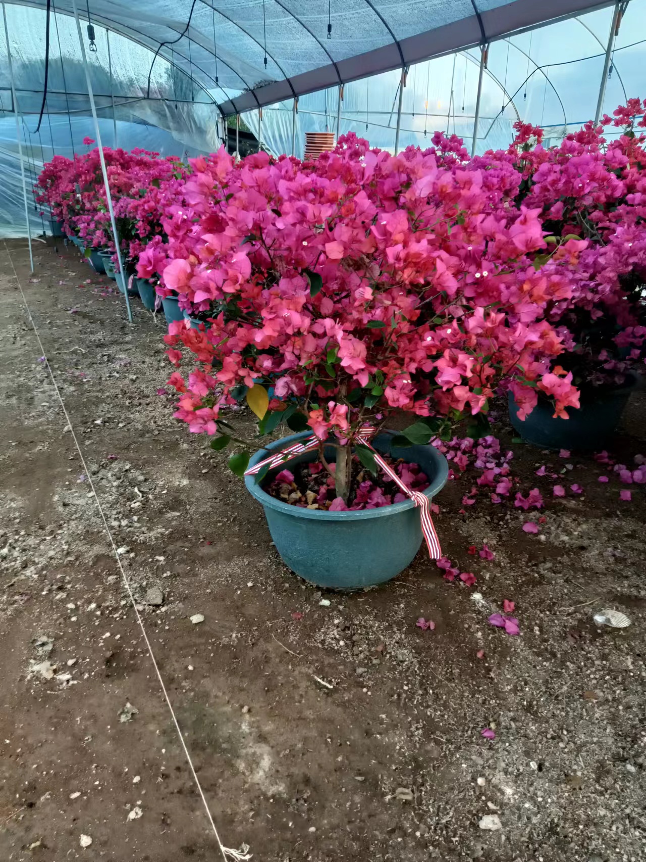 三角梅海棠老桩一物一拍链接盆景树老桩沙漠玫瑰
