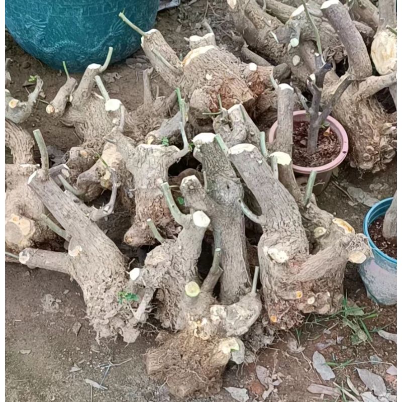 三角梅直播 一物一拍 备注品种