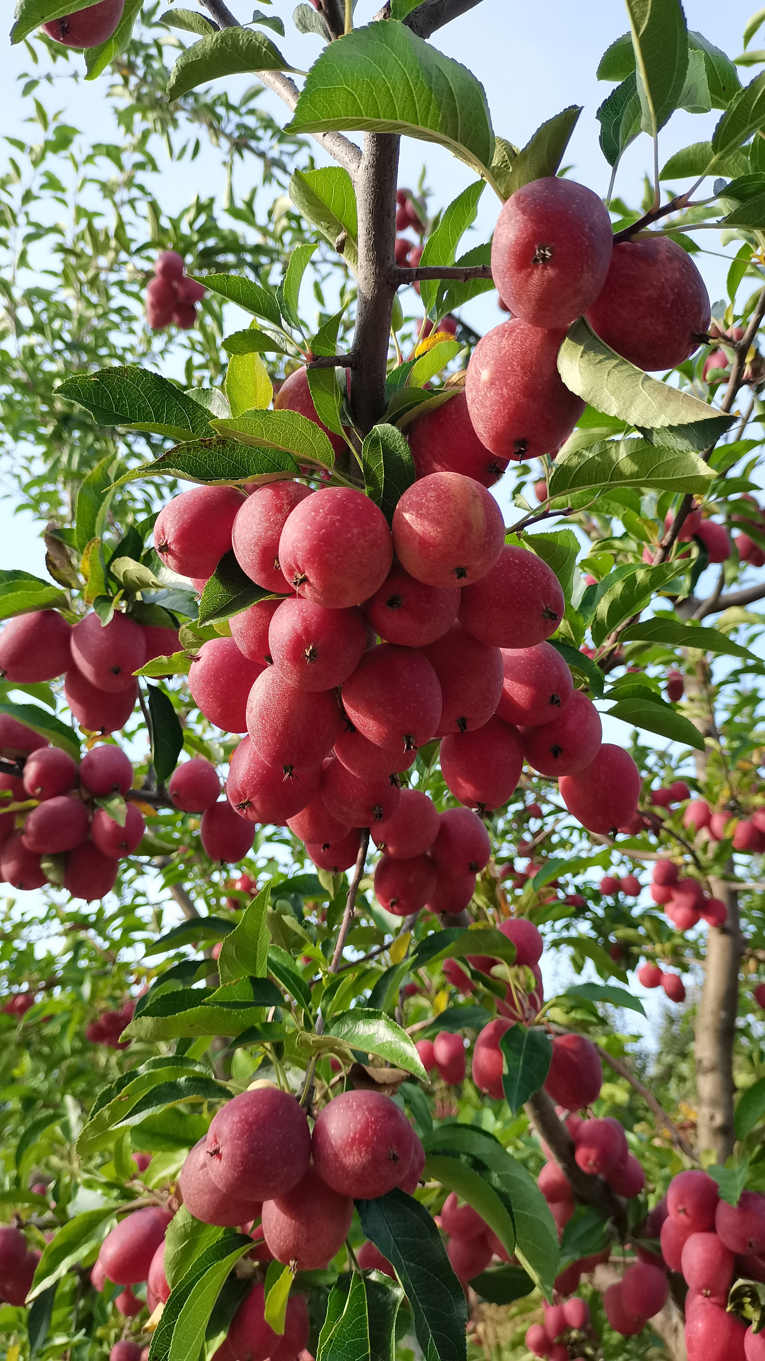 龙丰果 鸡心果黑龙江7分甜3分酸脆爽可口5斤包邮【智橙网送货上门】