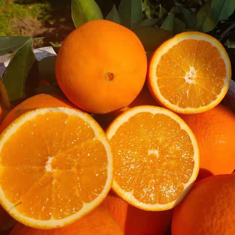 正宗纽荷尔冰糖心脐橙果园直发自然成熟香甜新鲜采摘 