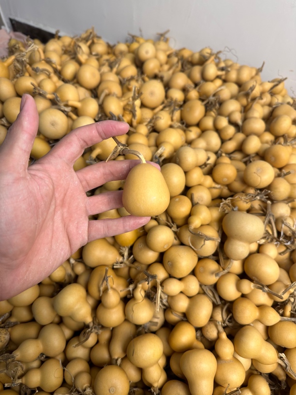 精品手把葫芦39.9满箱出