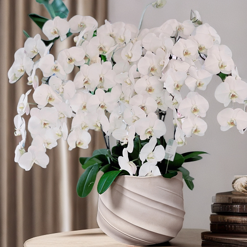 V3超大白花高贵花苗带花剑带花苞四季好养护大花盆栽客厅室内花卉