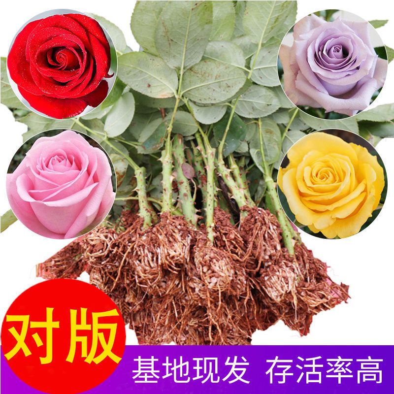 正宗花店同款玫瑰花苗月季小苗盆栽地栽庭院阳台易养活四季开花
